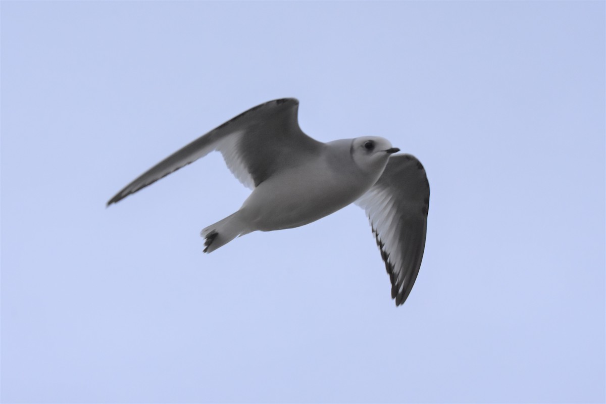 Ross's Gull - ML611274305