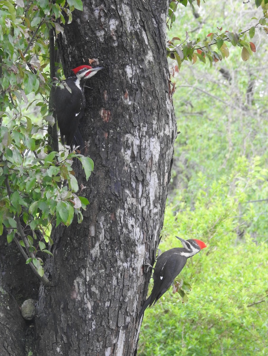 Pileated Woodpecker - ML611274320