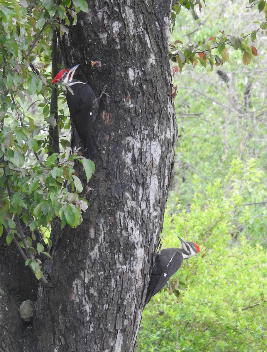 Pileated Woodpecker - ML611274352