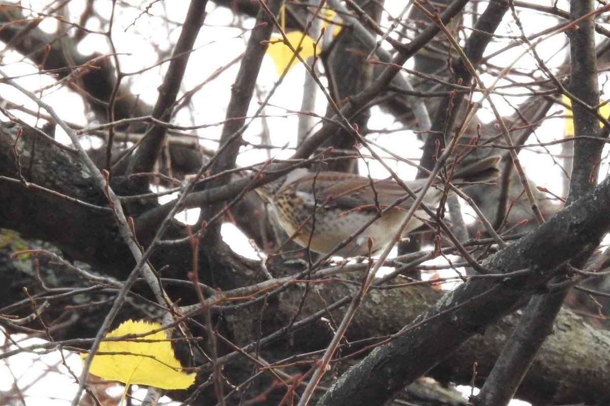 Fieldfare - ML611274480