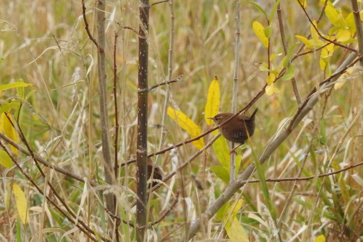 Eurasian Wren - ML611274571