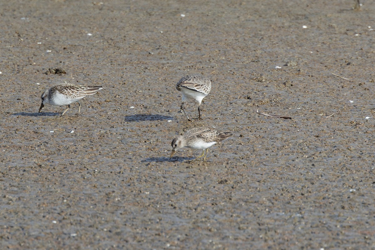 Least Sandpiper - Peter Kwiatek