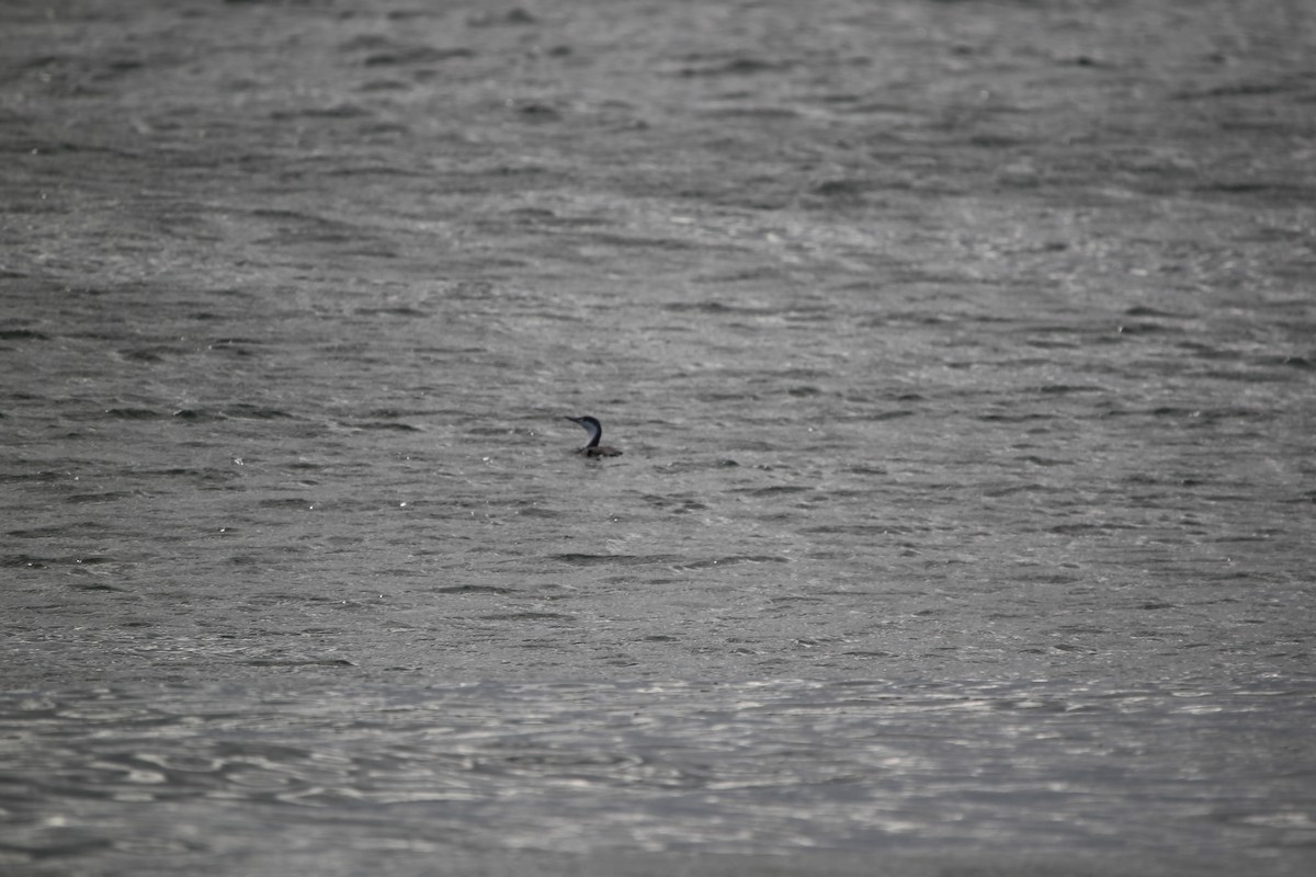 Common Loon - ML611274613