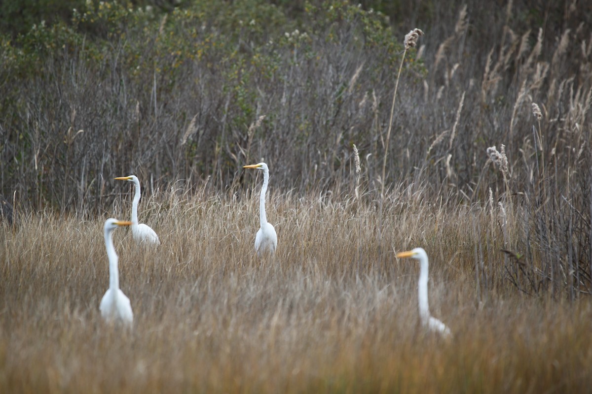 Цасч дэглий - ML611274614