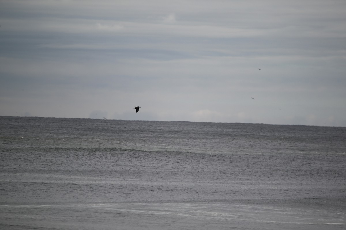 Bald Eagle - ML611274617