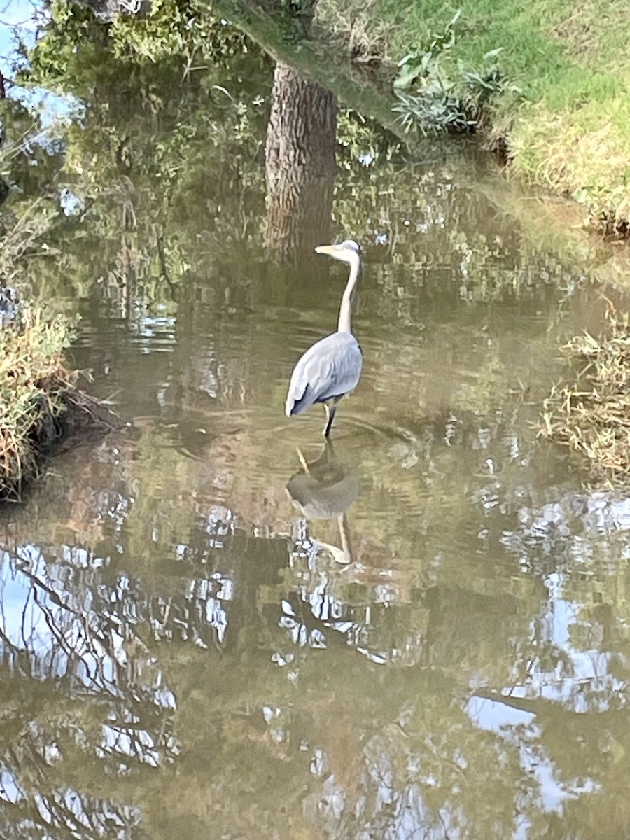 Great Blue Heron - Sabine Simmons