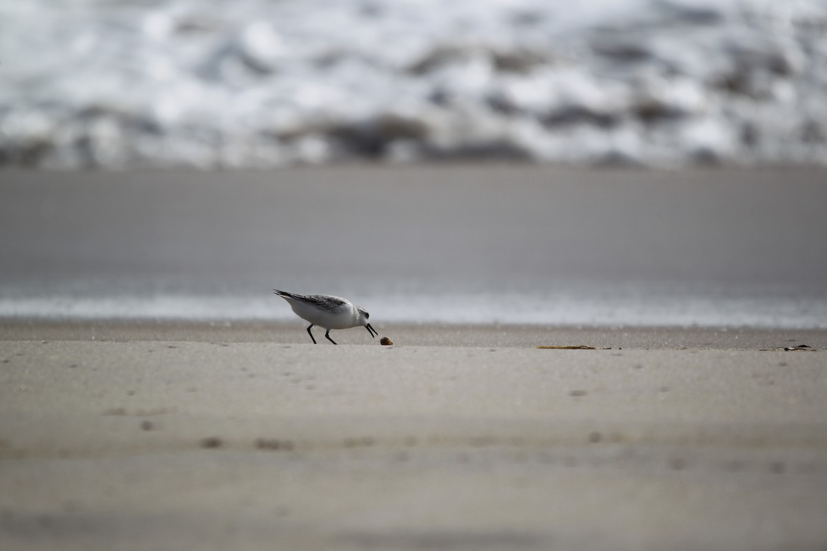 Гурвалж элсэг - ML611274640