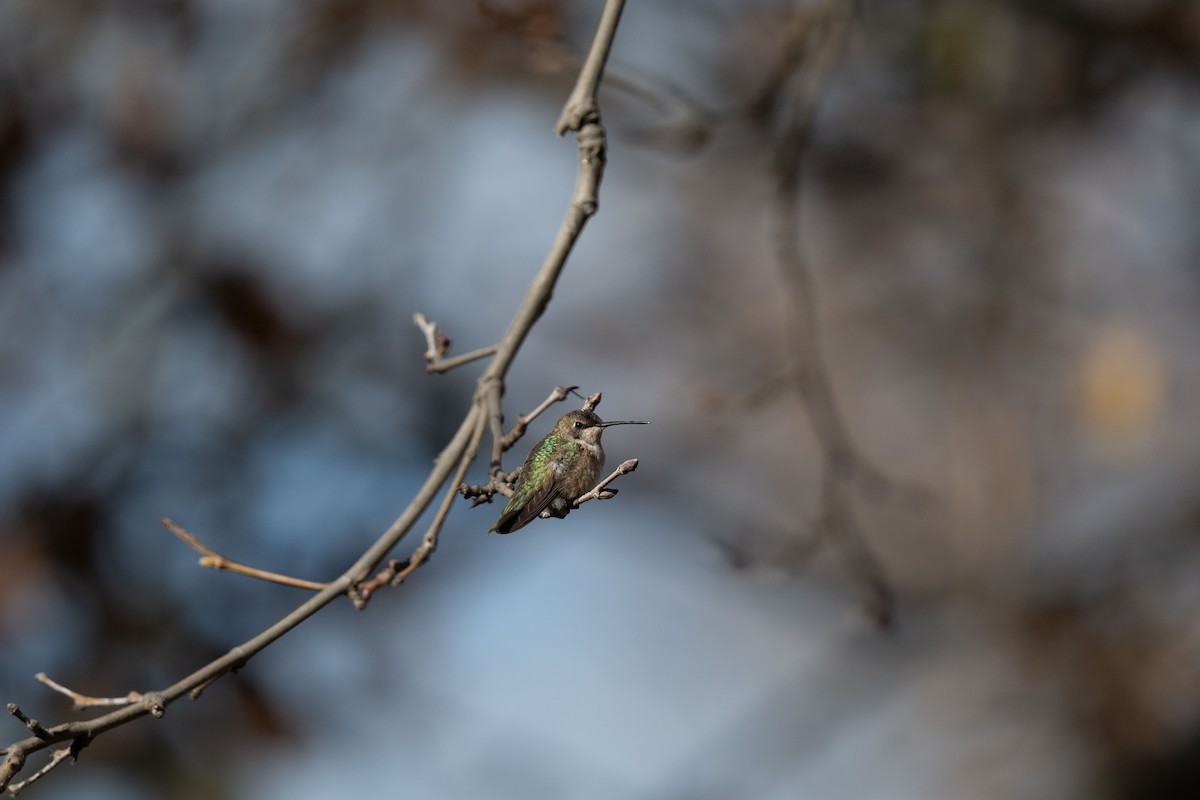 Black-chinned Hummingbird - ML611274688
