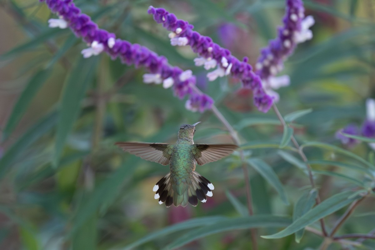 Black-chinned Hummingbird - ML611274689