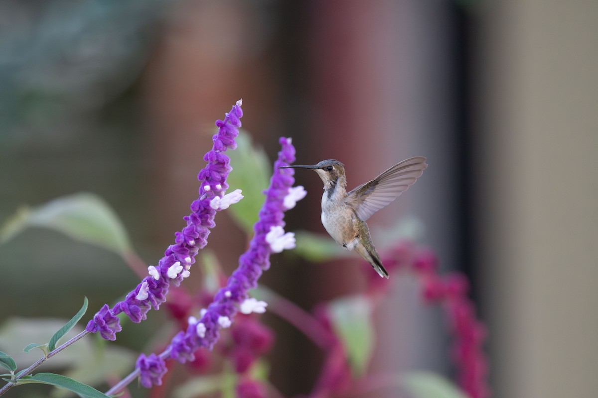 Black-chinned Hummingbird - ML611274690