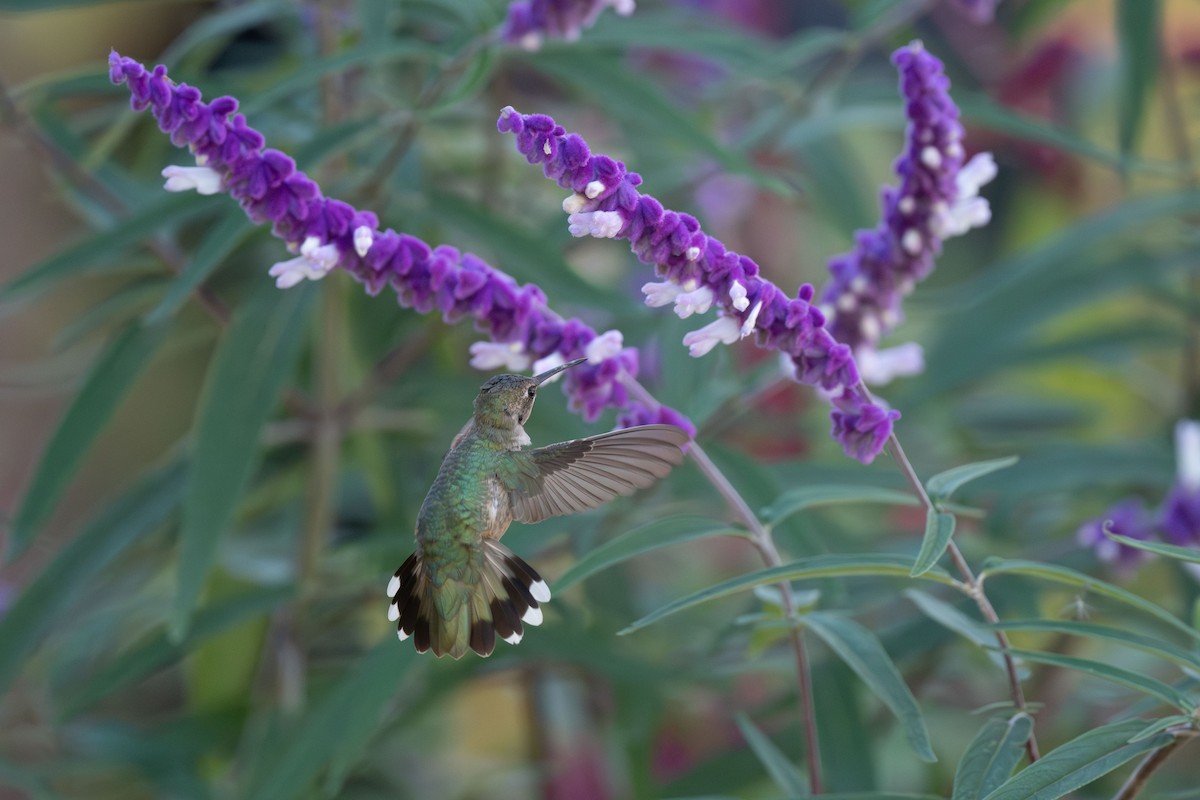 Black-chinned Hummingbird - ML611274691