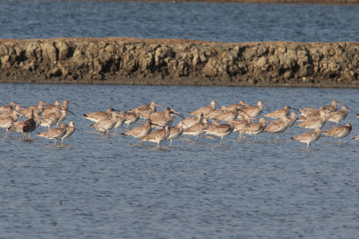 Eurasian Curlew - ML611274777