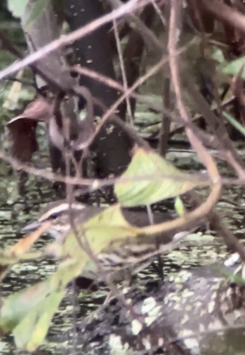 Northern Waterthrush - Soule Mary