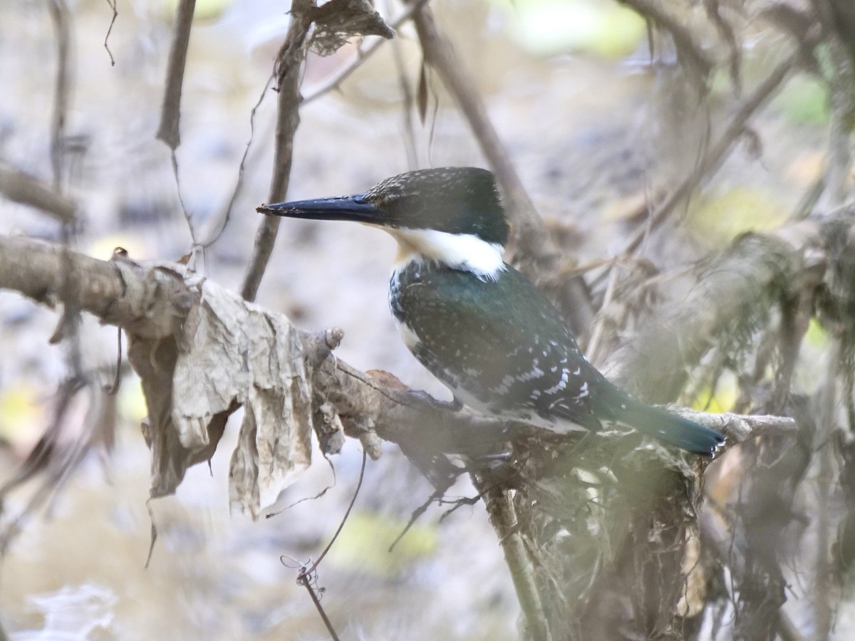 Green Kingfisher - ML611274935