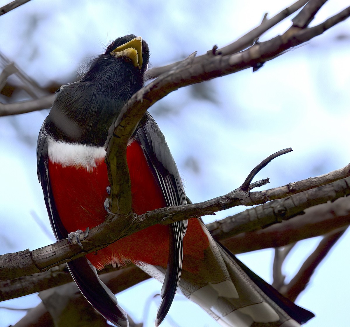 Elegant Trogon (Coppery-tailed) - ML611274938