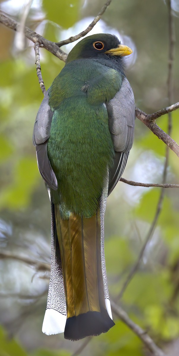 Elegant Trogon (Coppery-tailed) - ML611274939