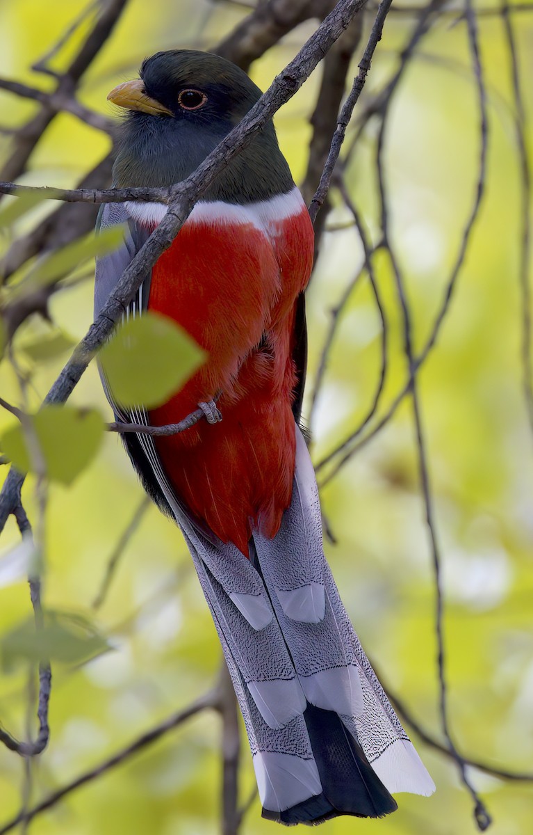Elegant Trogon (Coppery-tailed) - ML611274940