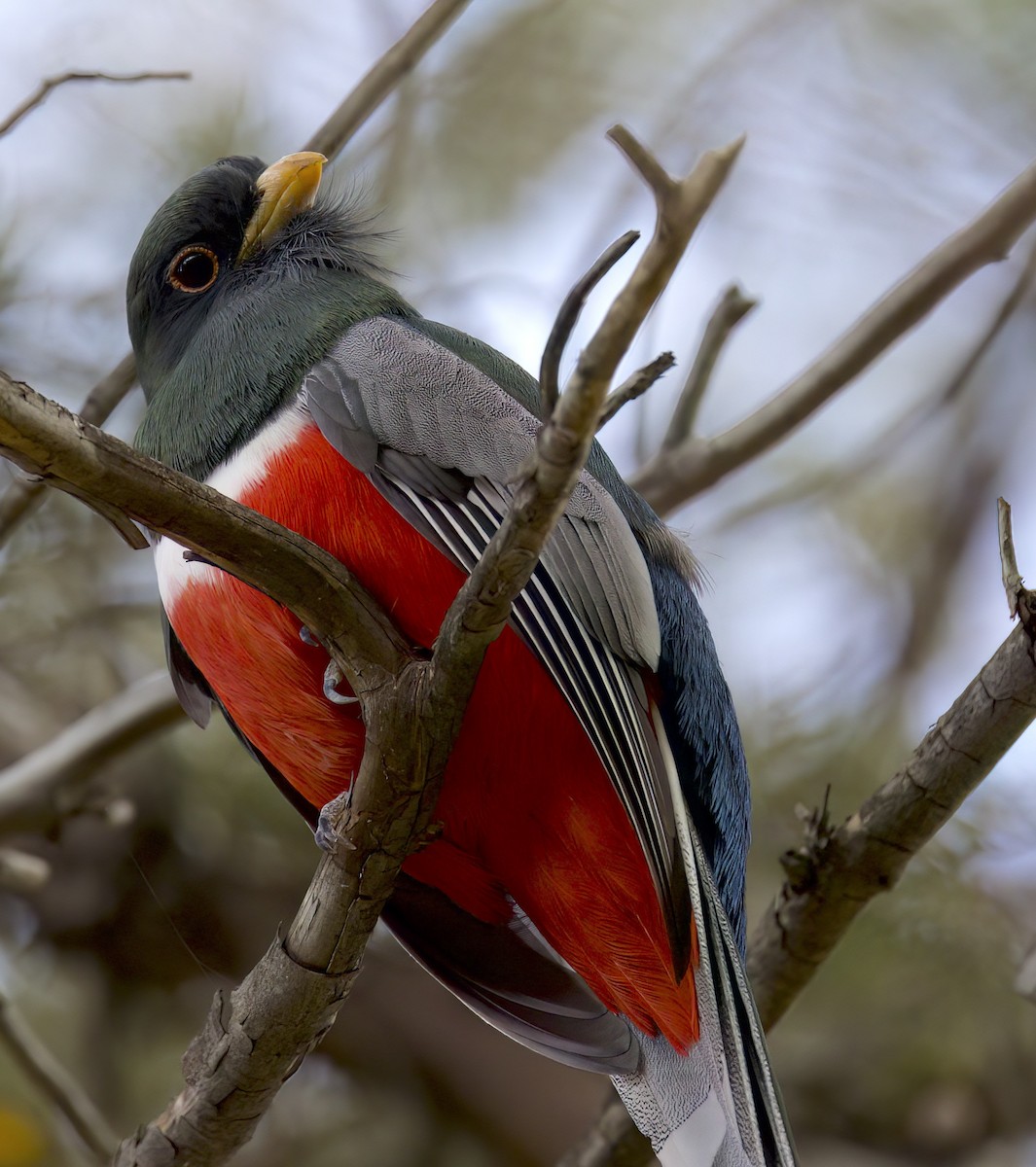Elegant Trogon (Coppery-tailed) - ML611274941