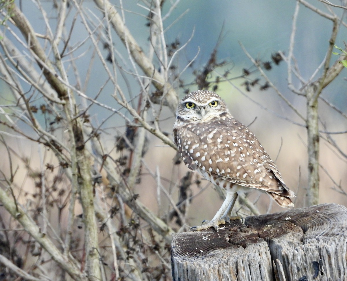 Burrowing Owl - Mel C