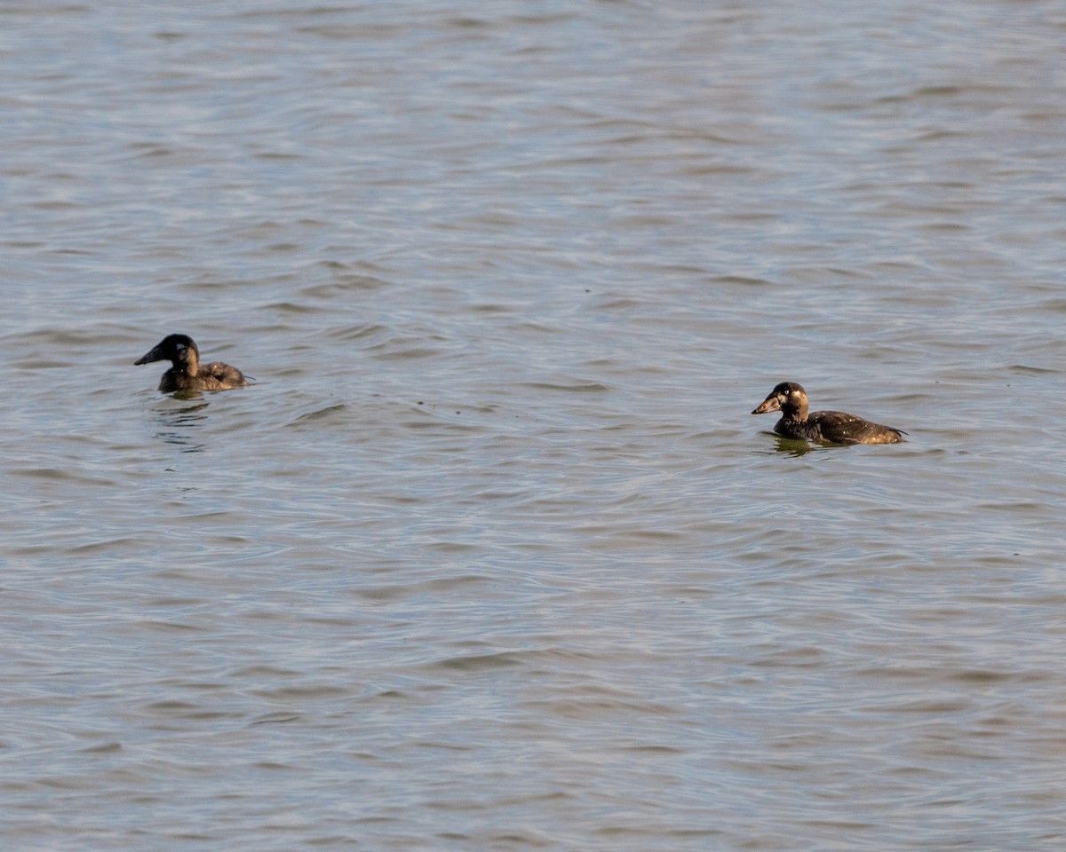 Surf Scoter - ML611275031