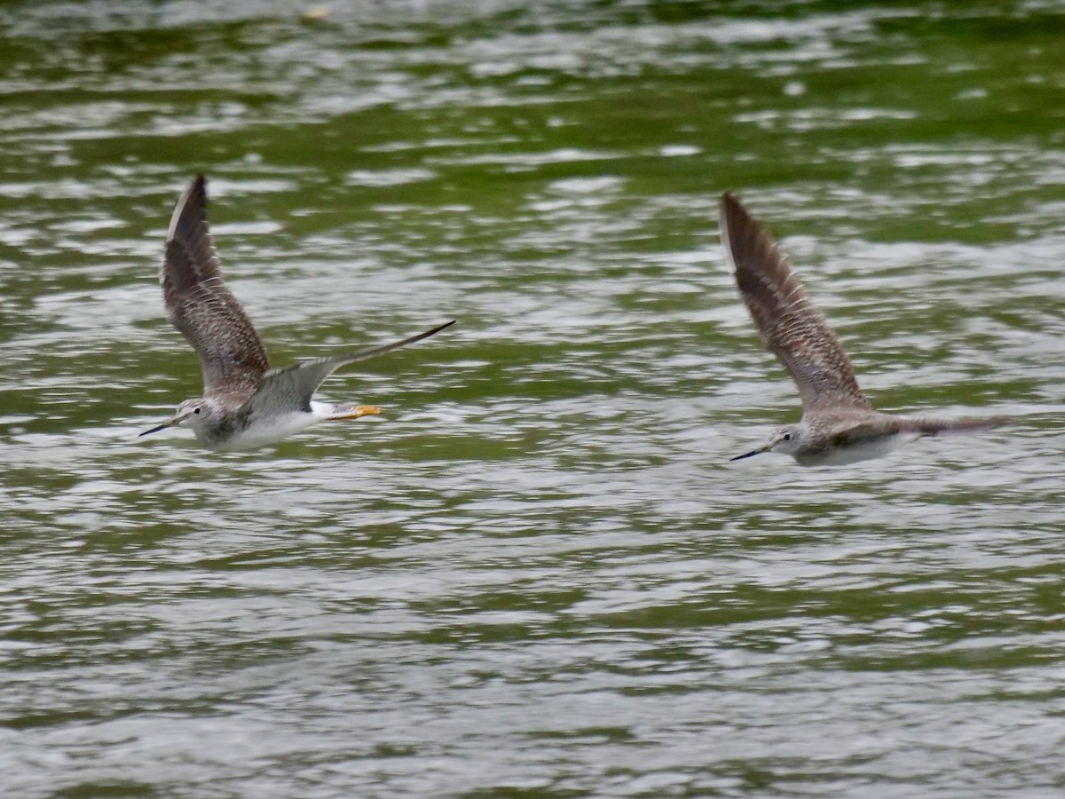 Greater Yellowlegs - ML611275073