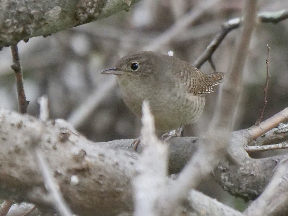 House Wren - ML611275091