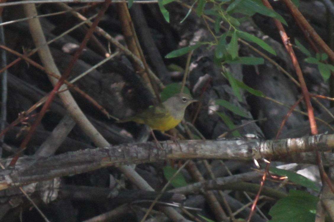 MacGillivray's Warbler - ML611275101