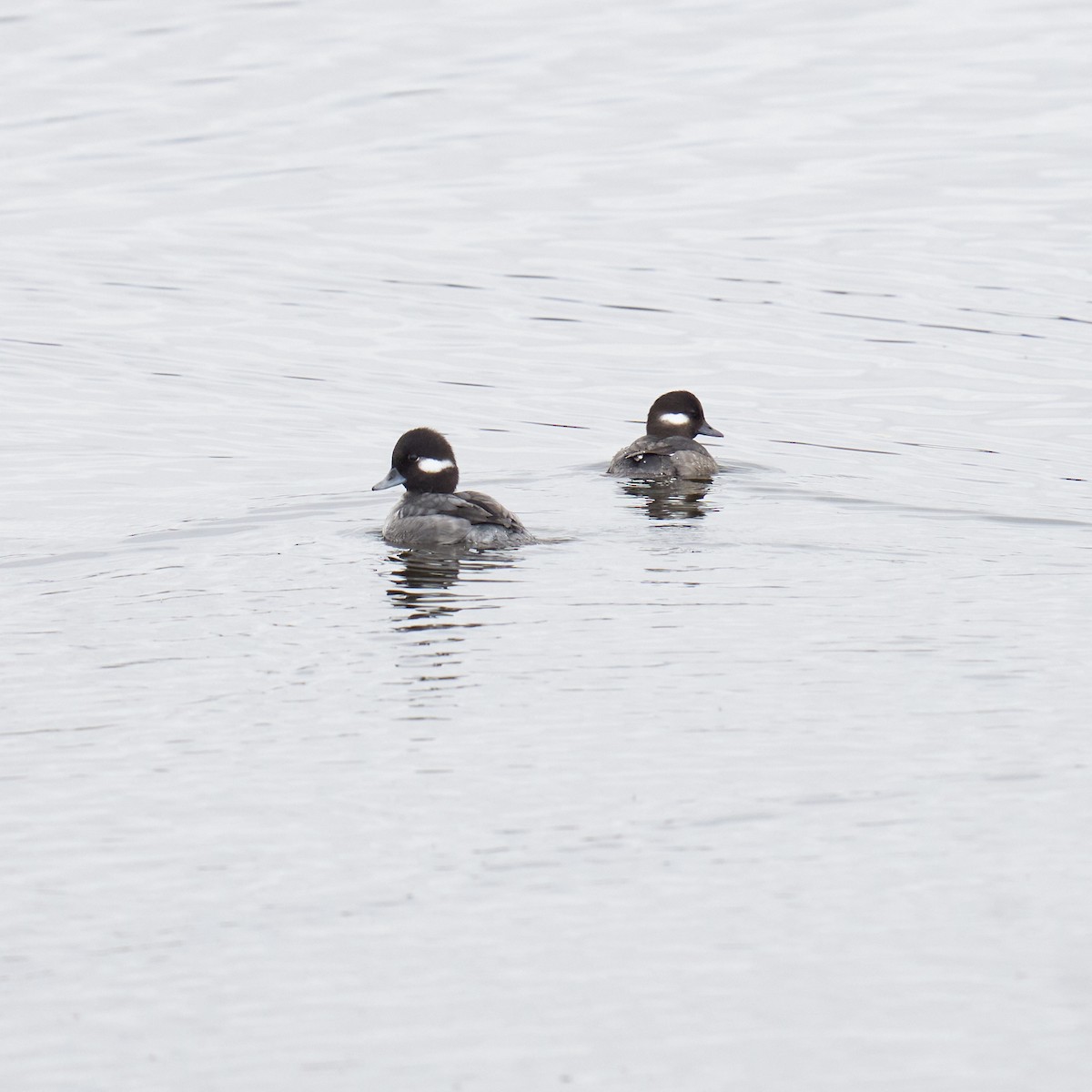 Bufflehead - Casey Richardson