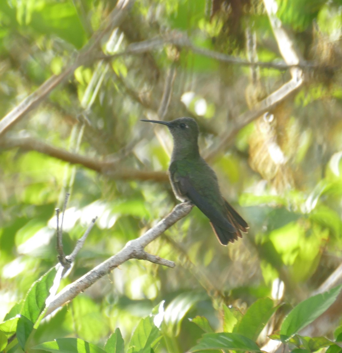 Sombre Hummingbird - ML611275147