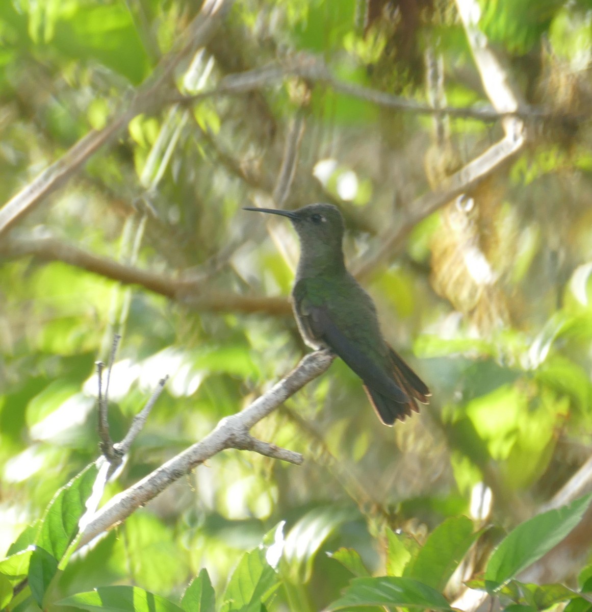 Colibri vert et gris - ML611275147