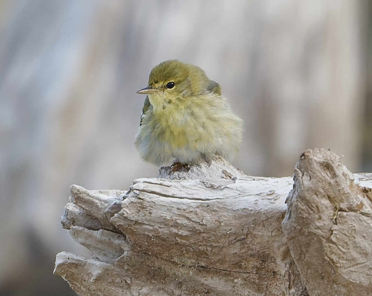 Blackpoll Warbler - ML611275180