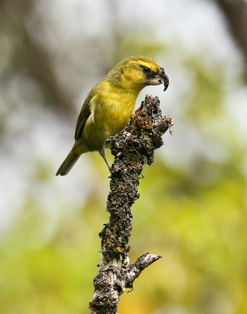 Papageischnabel-Kleidervogel - ML611275201