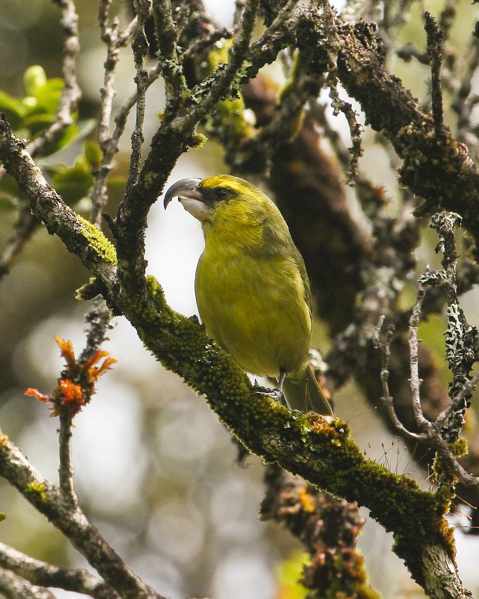 Maui Parrotbill - Eric VanderWerf