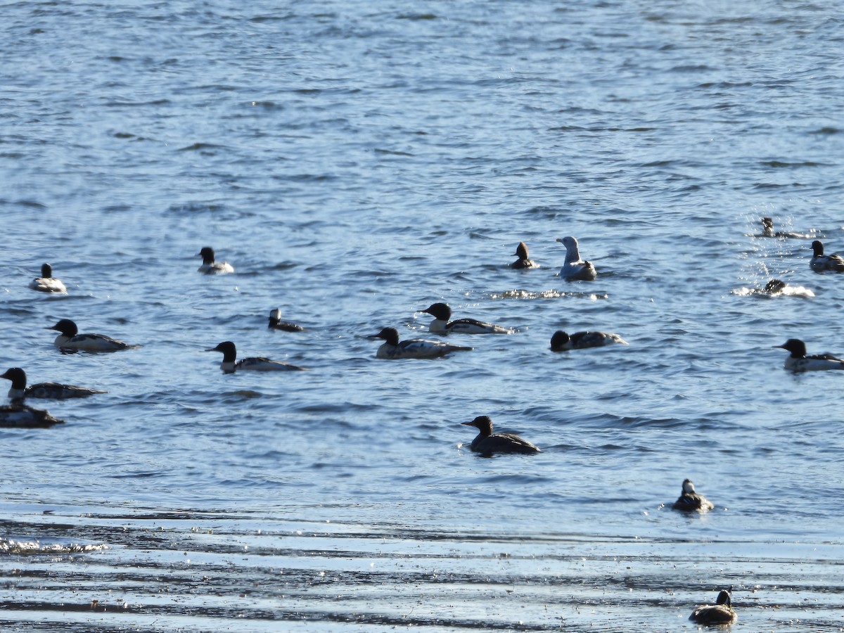 Common Merganser - ML611275232