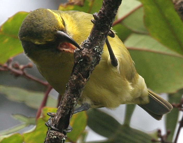 Papageischnabel-Kleidervogel - ML611275239