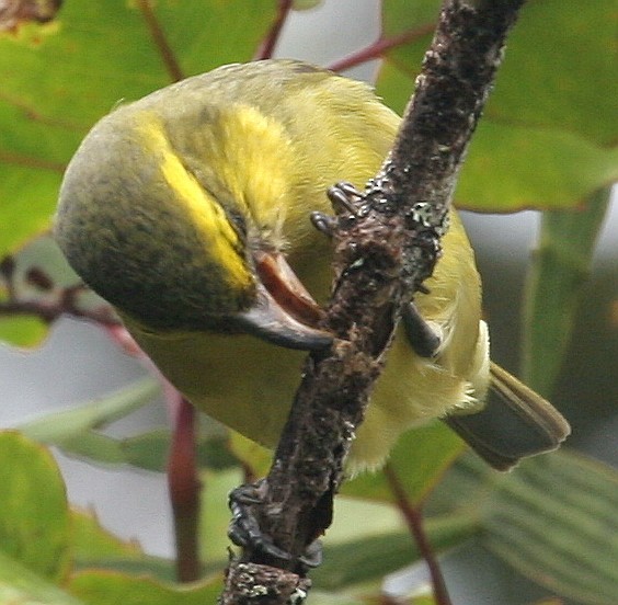 Papageischnabel-Kleidervogel - ML611275279