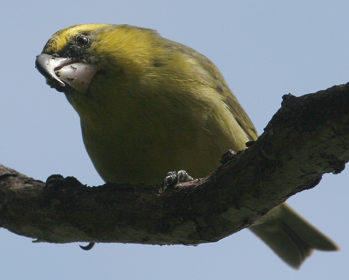 Papageischnabel-Kleidervogel - ML611275289