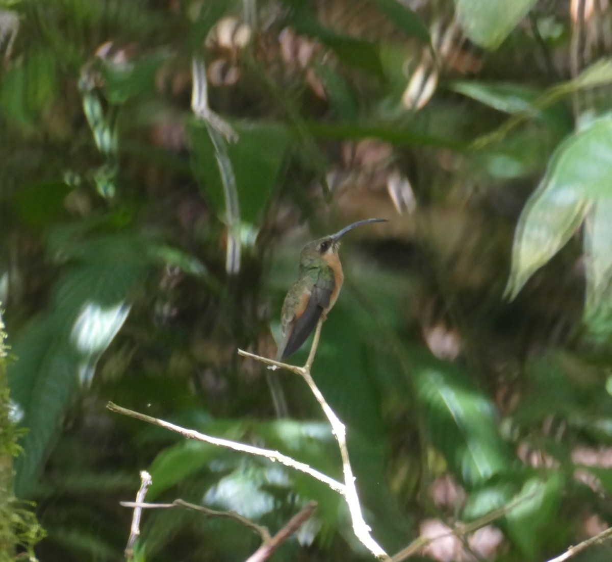 Rufous-breasted Hermit - ML611275302