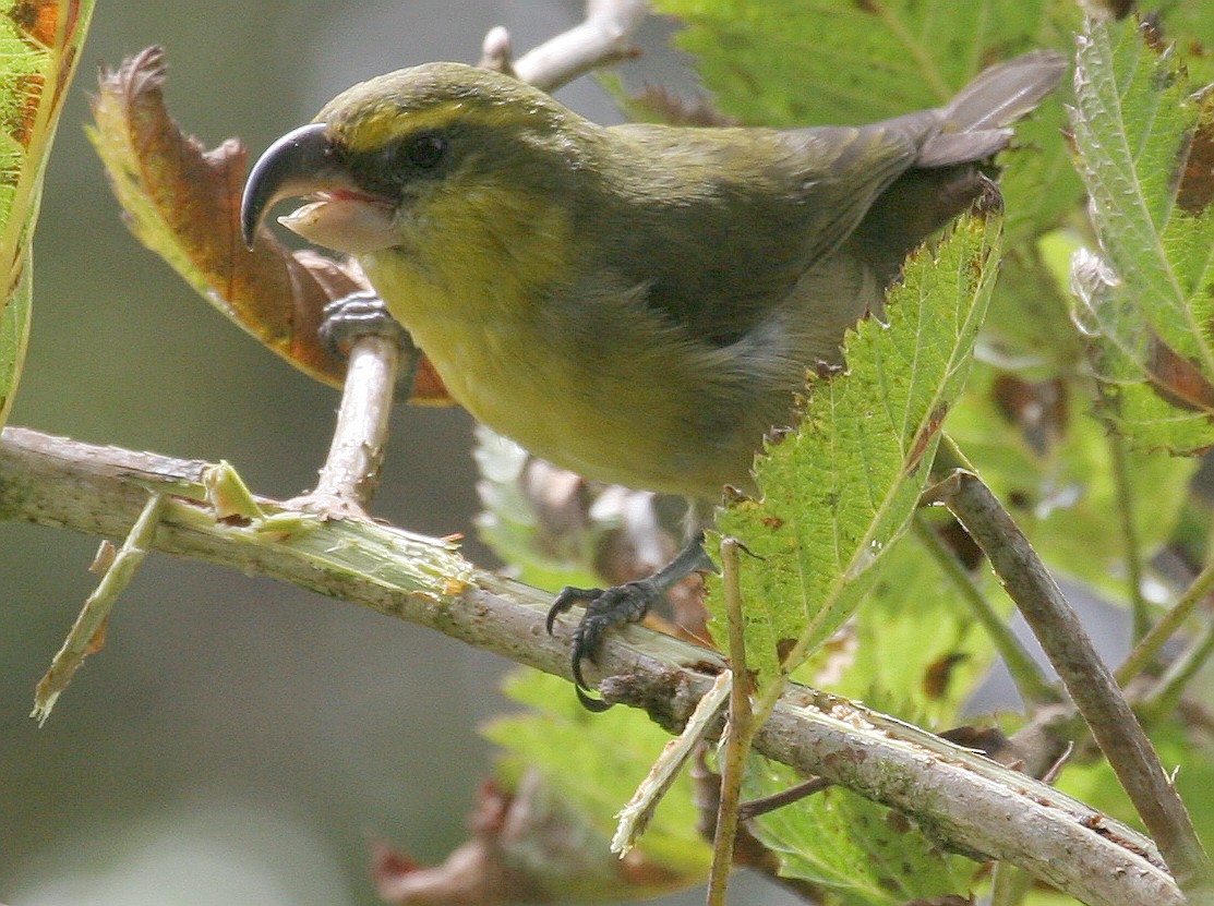 Papageischnabel-Kleidervogel - ML611275318