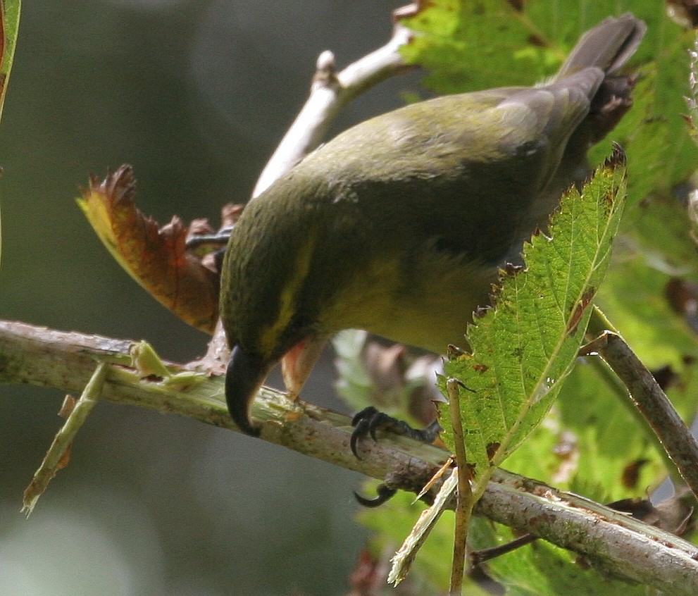 Papageischnabel-Kleidervogel - ML611275326