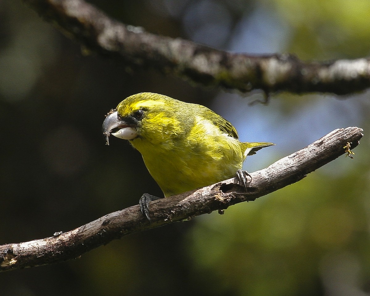 Maui Parrotbill - Eric VanderWerf