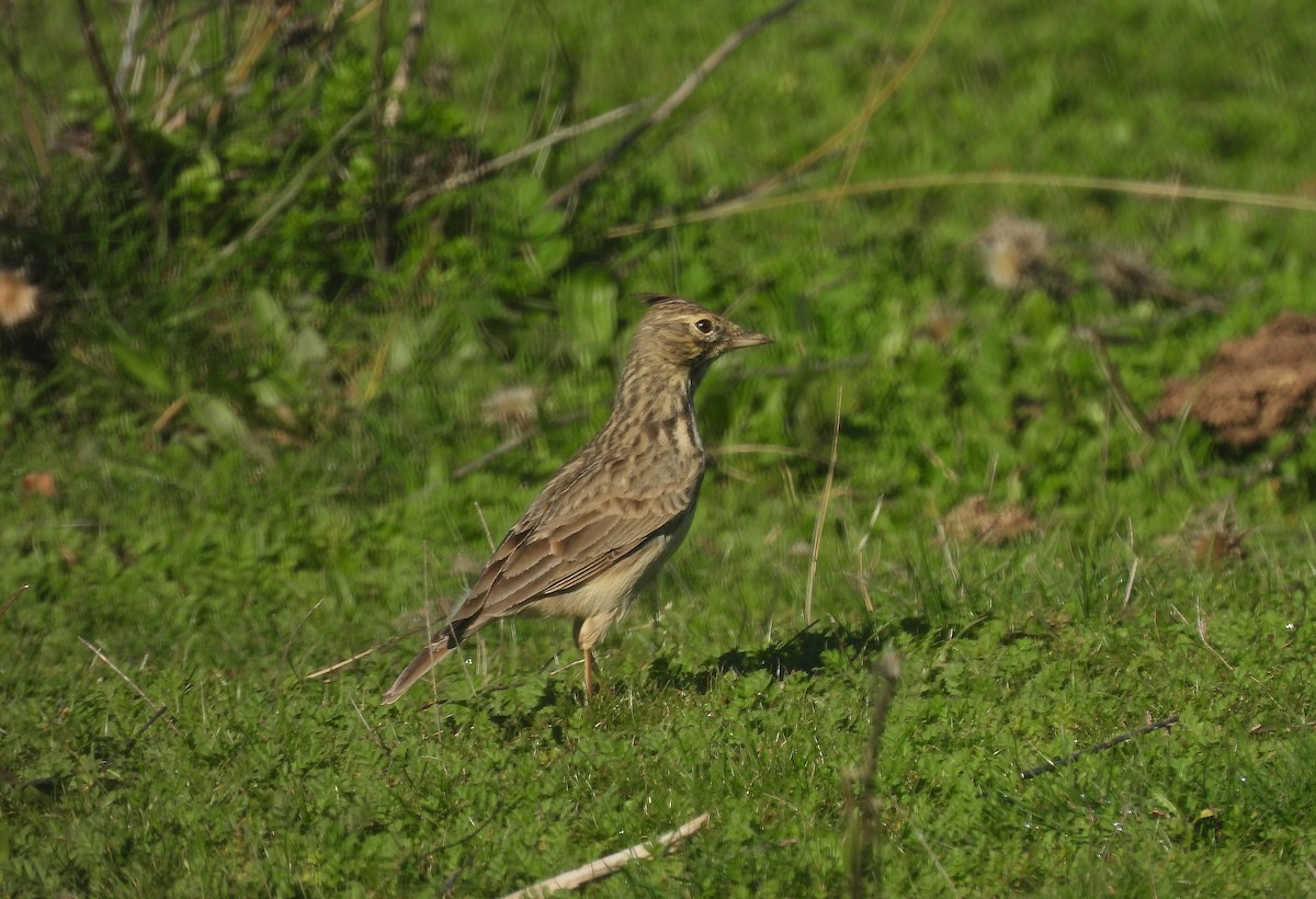 Thekla's Lark - ML611275390