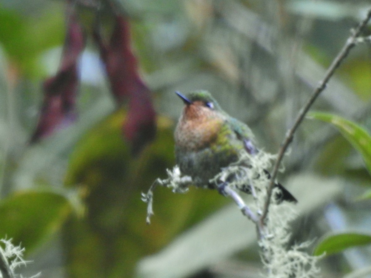 kolibřík dřišťálový - ML611275437