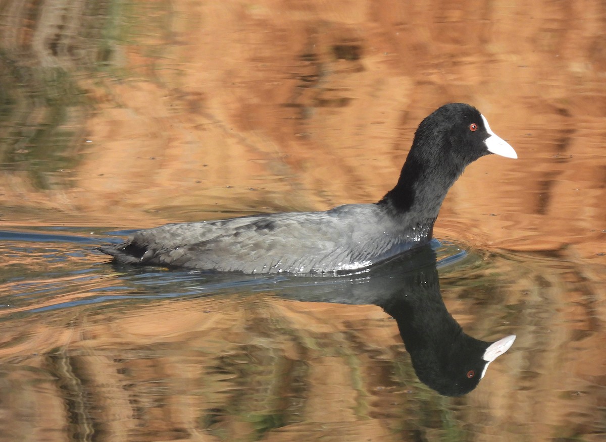 Eurasian Coot - Miguel Martín Diego