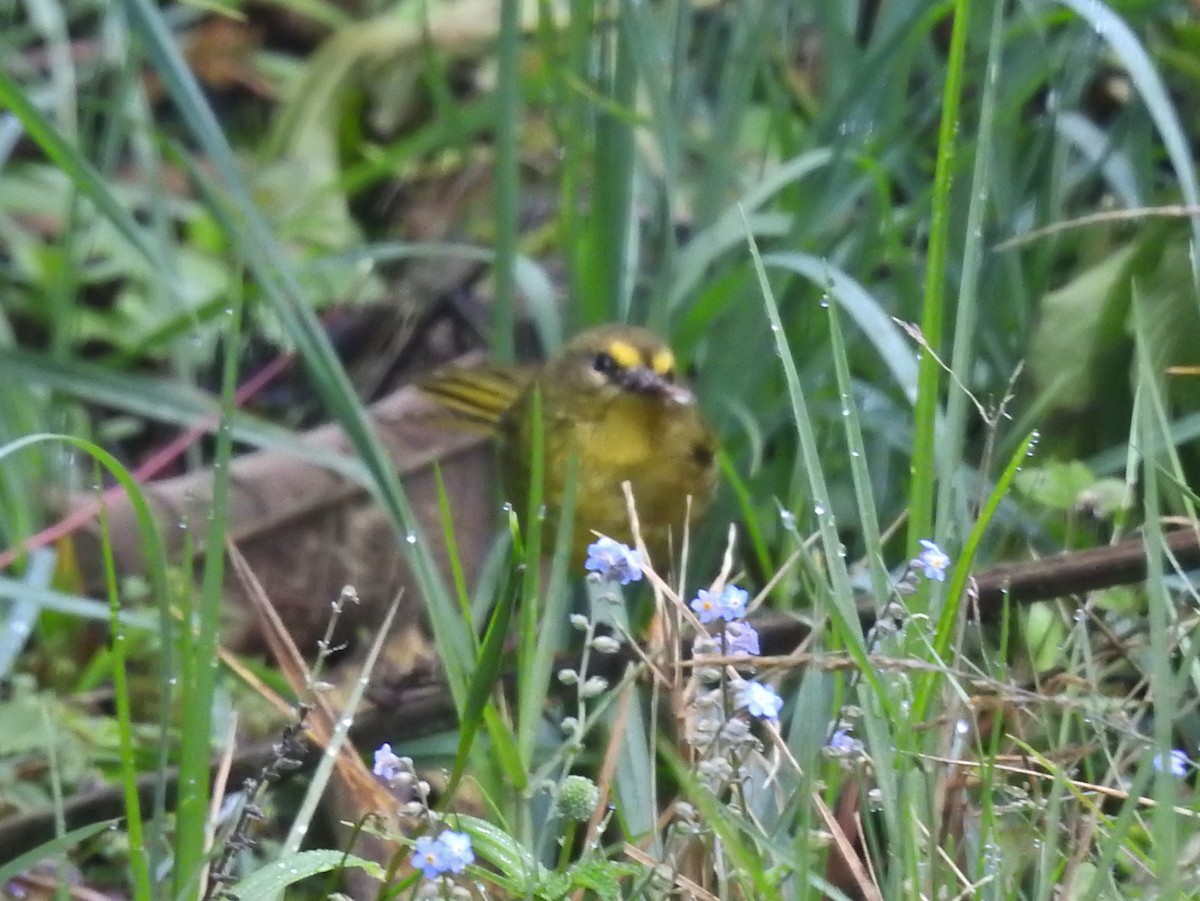 Bergbach-Waldsänger - ML611275553