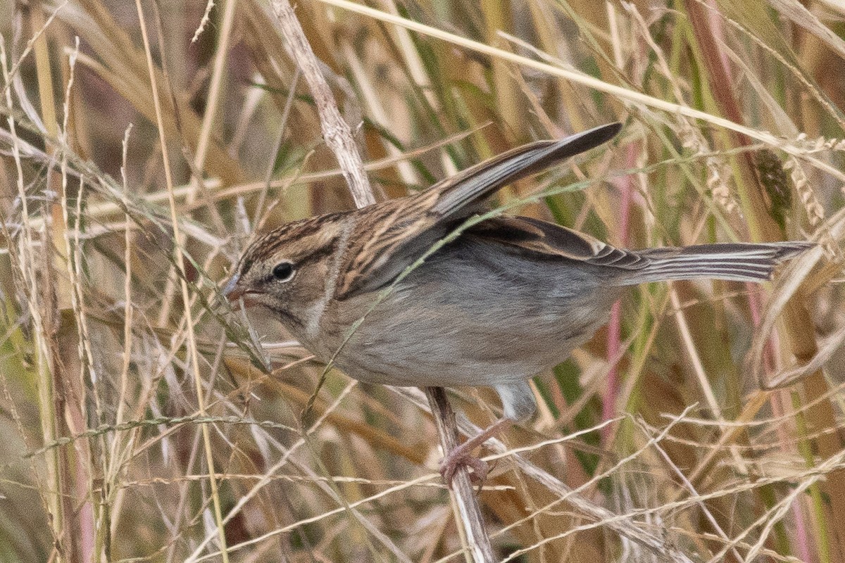 brunissespurv - ML611275554