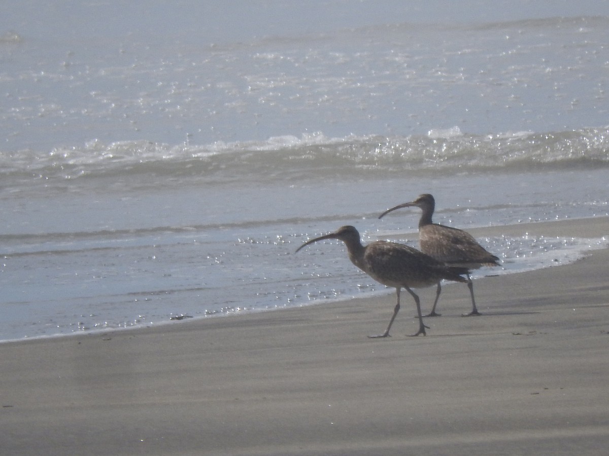 Whimbrel - Luis  Morales