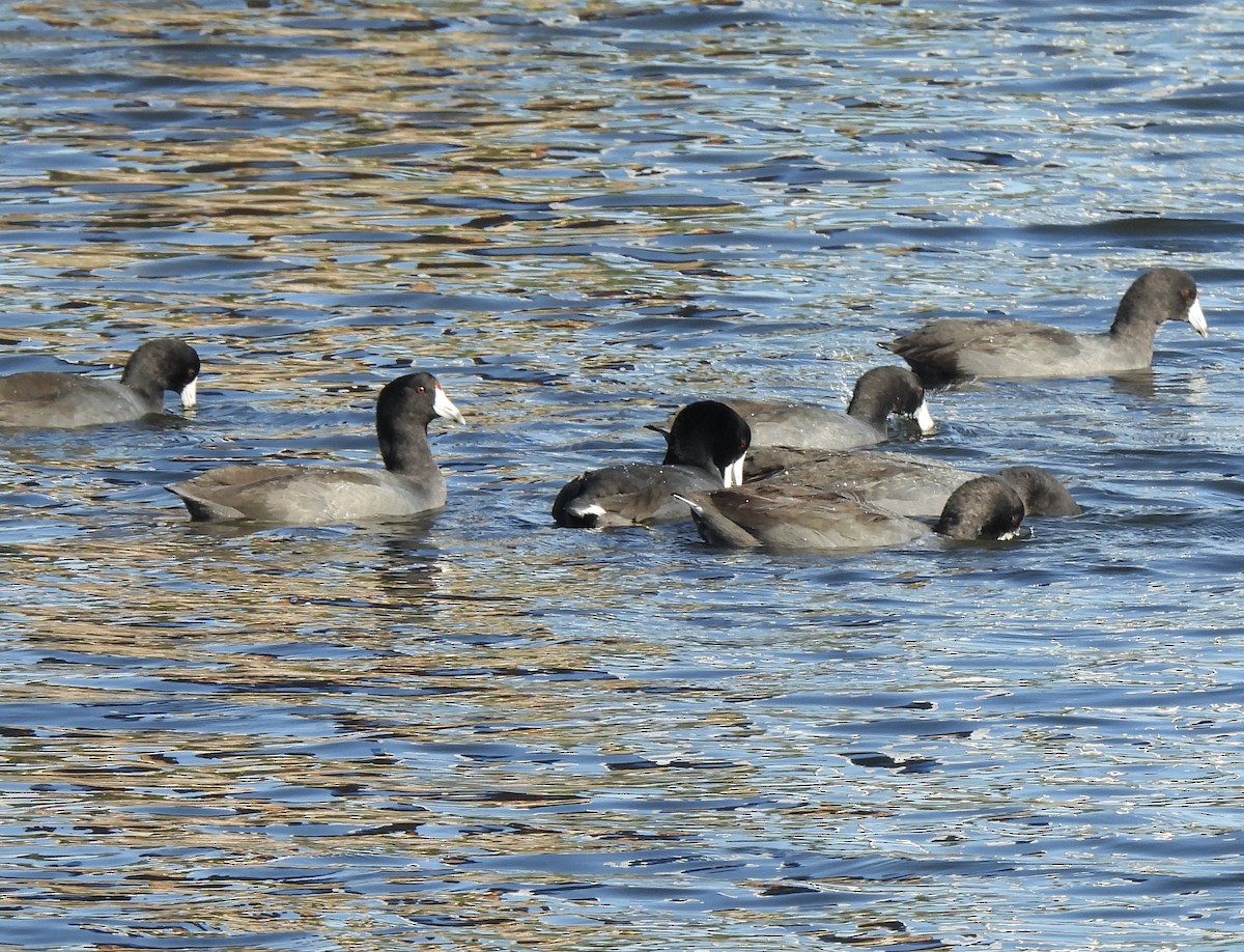 American Coot - Carol Porch