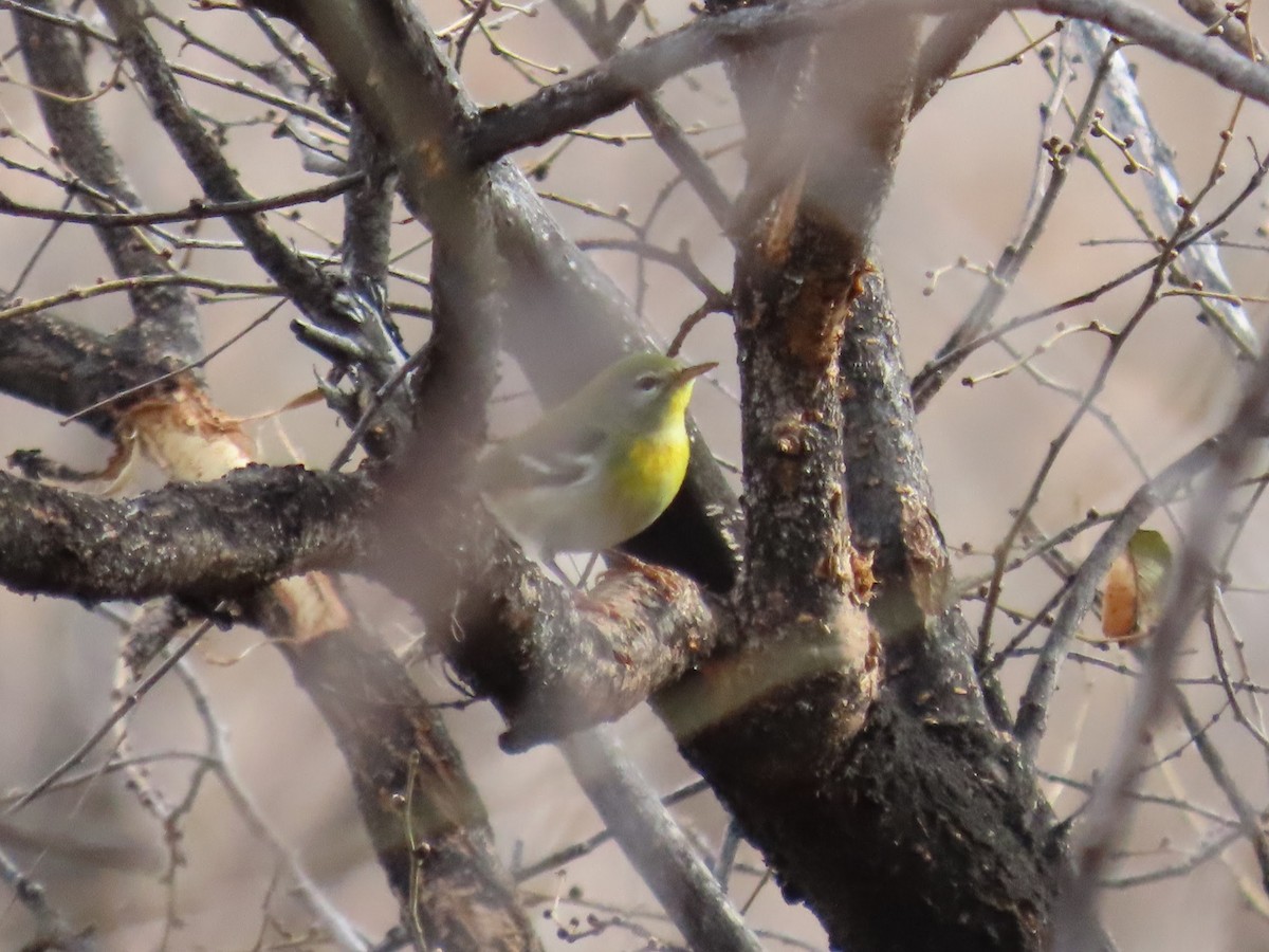 Northern Parula - ML611275672