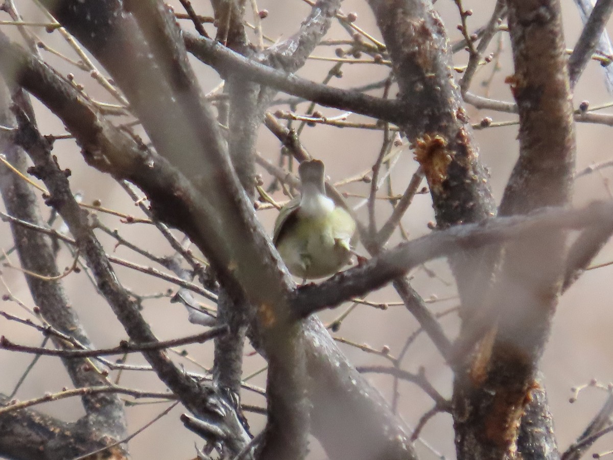 Northern Parula - ML611275673